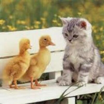 癒やし画像収集隊 Iyasigazousyu Twitter