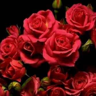 fsuk538y's profile picture. 