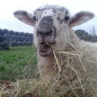 BroseleyHallFarm(@BroseleyHalFarm) 's Twitter Profile Photo