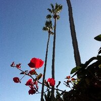 Rosa Chacón-Díaz (@rlchaconster) 's Twitter Profile