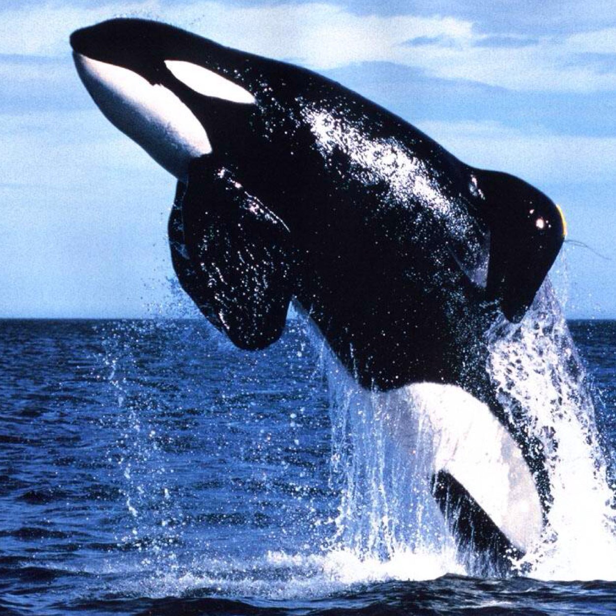 Save The Whales (@EndSeaworld) | Twitter - 1252 x 1252 jpeg 344kB