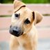 LenaweeHumaneSociety (@lenhumanesoc) Twitter profile photo LenaweeHumaneSociety (@lenhumanesoc) Twitter profile photo