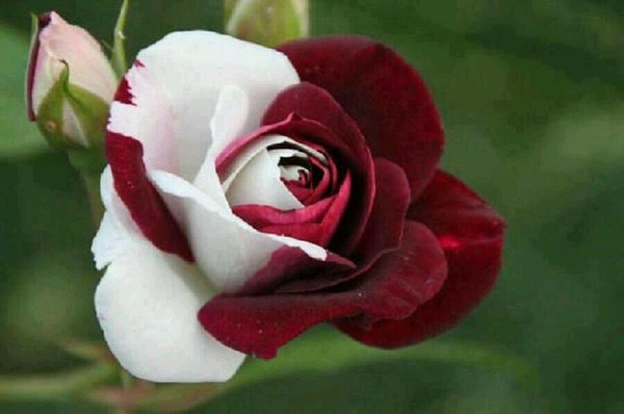 سبحان الله وبحمده . سبحان الله العظيم♡