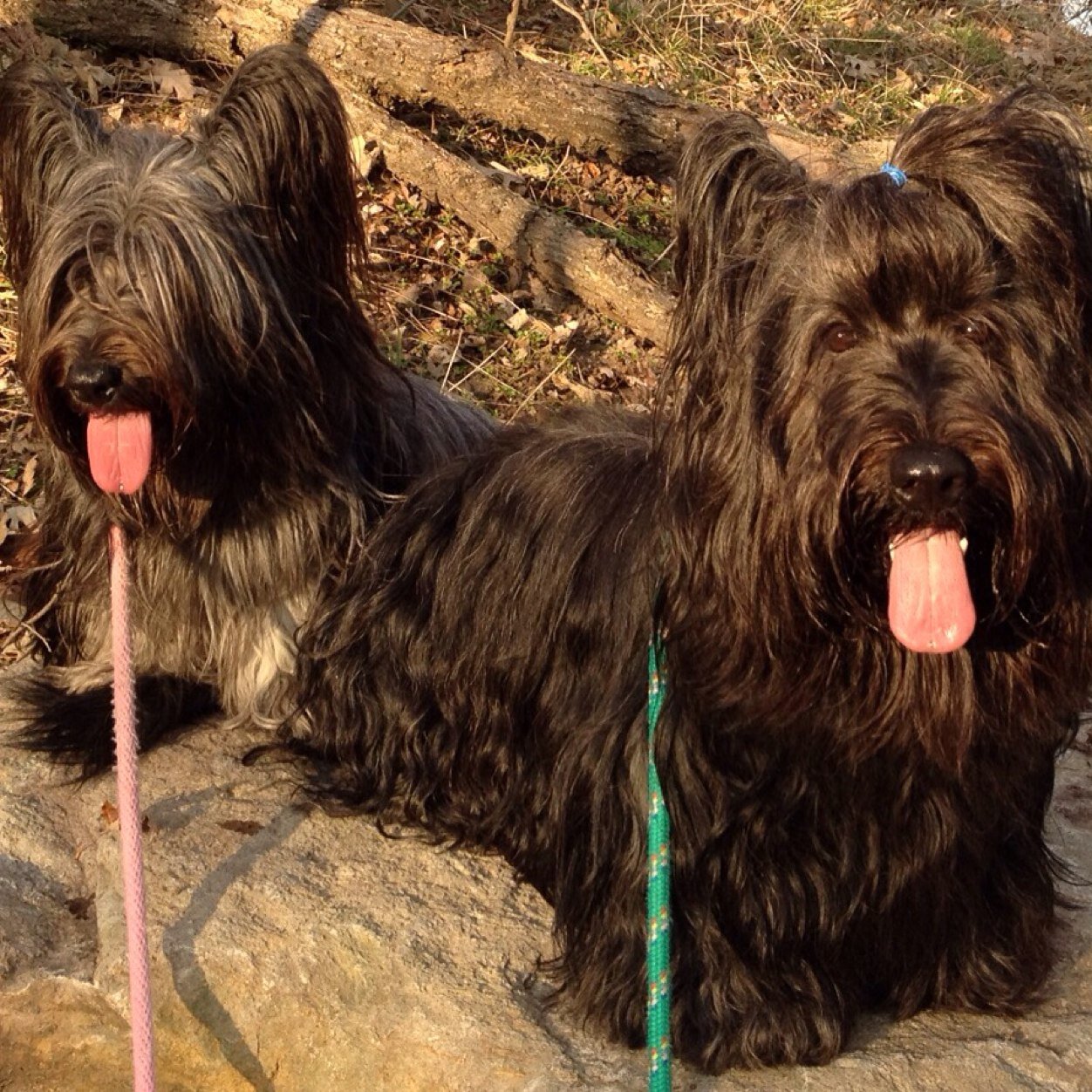 my2skyes's profile picture. Retired #librarian pursuing my passions: #travel & #dogshows with my #skyeterriers, #DAR / #genealogy / #familyhistory, #knitting, #audiobooks, #wine