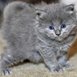 Being chill and being who I am and not  what people want me to be.      (LOOK AT MY BABY KITTY!!!!!!!)