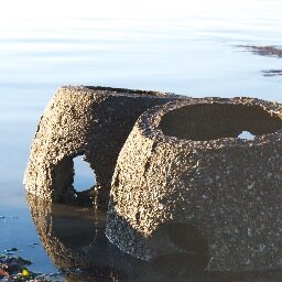 Native_Oyster's profile picture. Connect to your local watershed. Help restore native oysters to SF Bay. Keep up to date on the latest happenings of the Living Shoreline Initiative.