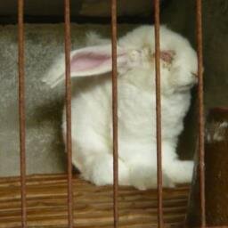 Campaigning against the use of Chinese farmed Angora where the fur is plucked by hand from live rabbits #boycott #angora