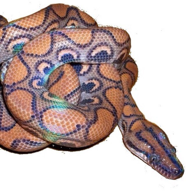 httptears's profile picture. 