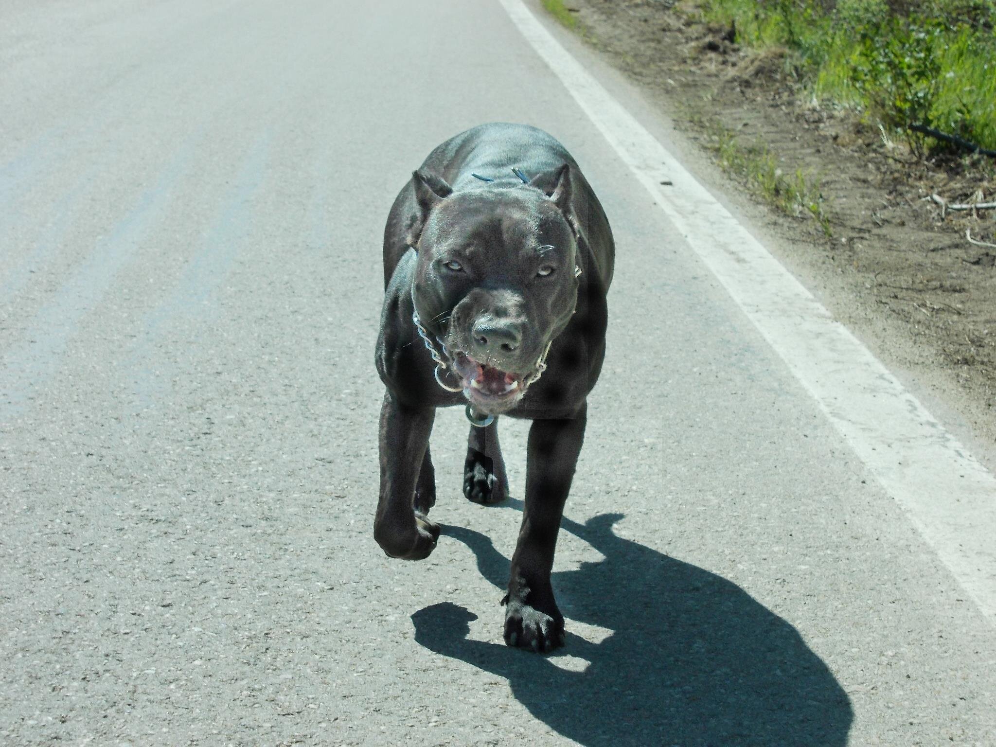 Lovely trained Pitbull