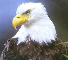 Aguilucho por 100pre