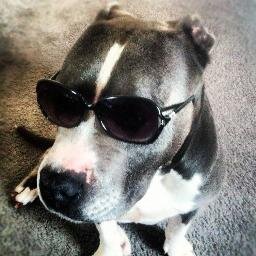 HeThinksHesPeop's profile picture. Our pets all think they're people. The evidence is below.