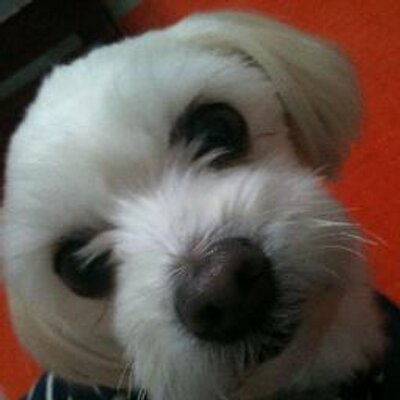 Kchan Pa Twitter 慢性肝炎 肝硬変 肝臓癌末期 黄疸 腹水 下痢 血便 腎機能低下 医者には見離された まだ望みはある