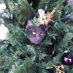 lollyspark's profile picture. 