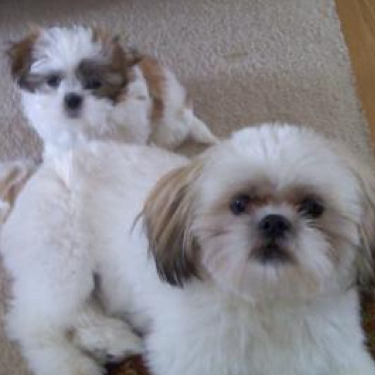 love my 2 daughters, cats and dogs, organizing/cleaning messes. having a good time and partying