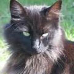 I'm Blackcreek! I'm the Medicine Cat of BloodClan with Skycloud. I've left my past behind me. Tiny black tom with green eyes.