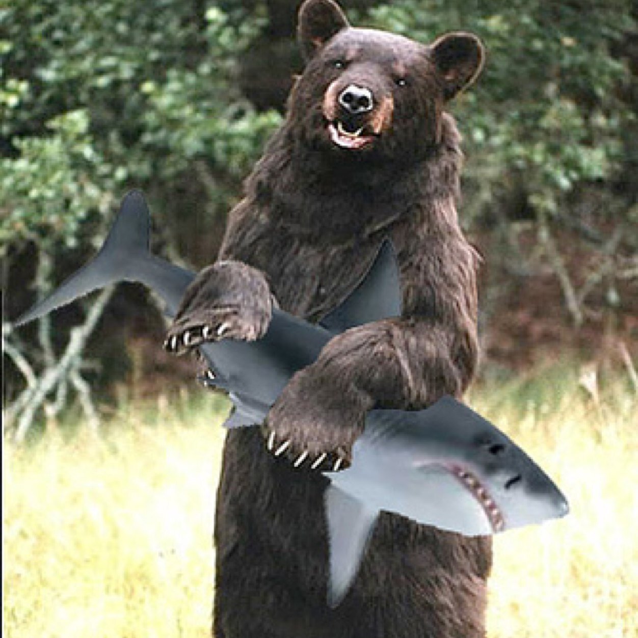 animal