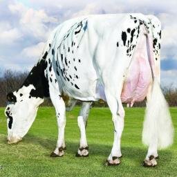polepositiongen's profile picture. Australias newest source of affordable and reliable dairy genetics