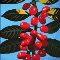 EthiopianCoffeeCo (@ethiopiancoffee) 's Twitter Profile