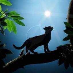 Loyal and Brave. I have no mate or clan. I wander alone through many places.