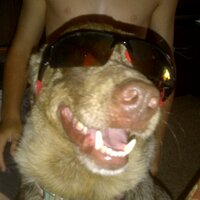Van (@vanechols) 's Twitter Profile