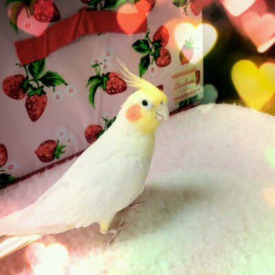 かりん酒