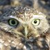 Richard Bangert (@alamedaptenviro) Twitter profile photo