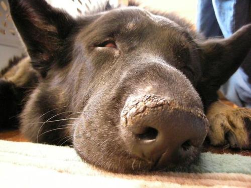 Apollo_the_Dog's profile picture. I am NOT a dog. I am a human trapped in a german shepherd's body!