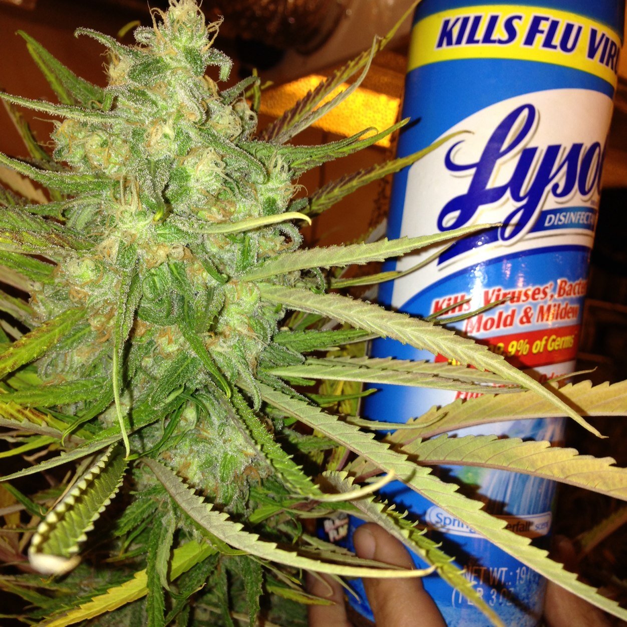 buy_marijuana's profile picture. 