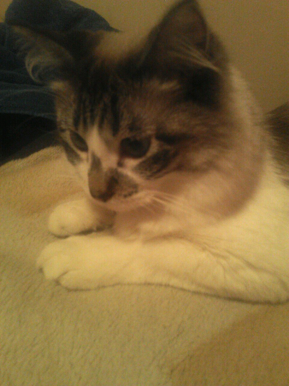 part Siamese, part Maine Coon, cute and cuddly, rub my belly?