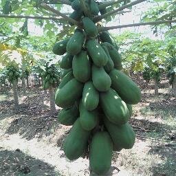 Jual bibit siap tanam dan benih kemasan sachet = pepaya california - Pepaya bangkok - Pepaya Golden Zene - Pepaya Hawai. siap kirim ke seluruh wilayah nusantara