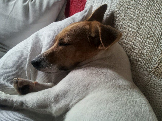 GianlucailVet's profile picture. Ammalato della Roma e di Roma, esiliato in Padania per lavoro