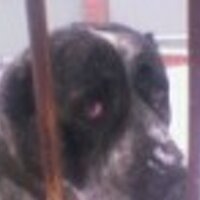 Евгений Коняев (@7dogge) 's Twitter Profile Photo