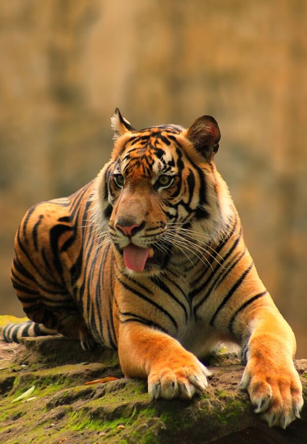 All about Tigers...