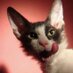 _losai_ (@_losai_) Twitter profile photo _losai_ (@_losai_) Twitter profile photo