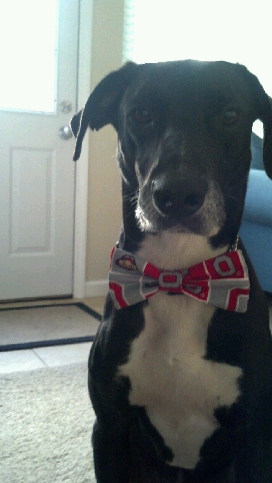 3rd grade teacher, teaching kids to be learners and not just test takers, reader, wife, dog lover