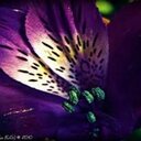 Artiz (@01_artiz) Twitter