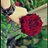 sasa12345555's profile image