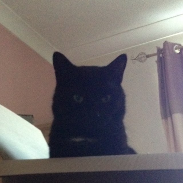 Live in a place called Middlesbrough or sommat like that. Love catnip and milk. Hate people. I believe I am COO of https://t.co/kVC3eBCUXZ
