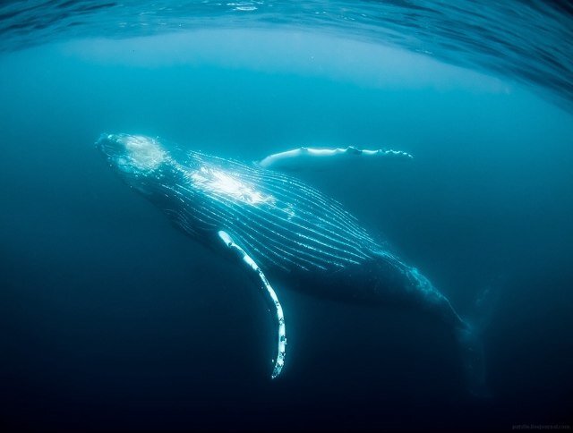 ZangboZang's profile picture. 