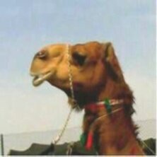 هل مس تكونبلاشعاع