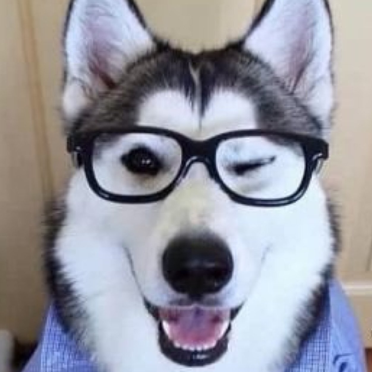 Part time retail worker, part time music maker. Full time hearbreaker ;) jk, but follow if you dare! Stay furry my friends.