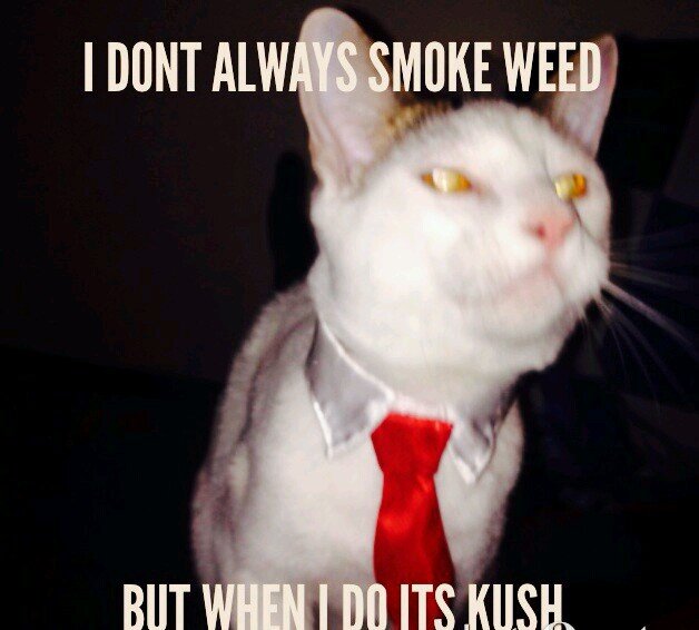 medicineman98's profile picture. I'm a #Dope smoking cat that Lives with the chillest animal loving #hippie