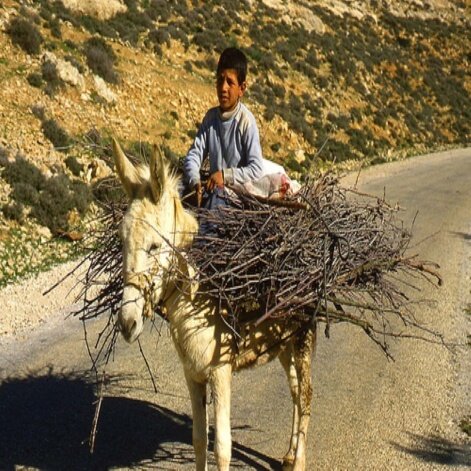 ابطل املعب