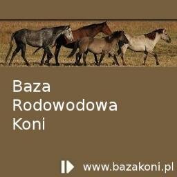 BazaKoni's profile picture. Największa polska baza rodowodowa koni