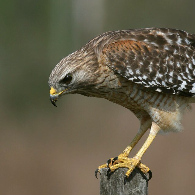 NsuHawk's profile picture. 