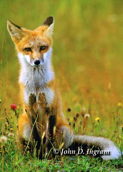 officefox's profile picture. 