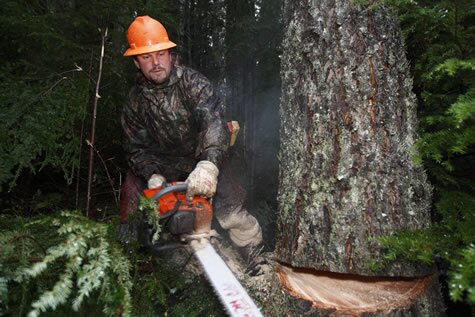 We are an emerging tree company, and we are ready for anything! We are open now for business. Contact us at 330-319-1195 or email us TreesNSuch@gmail.com