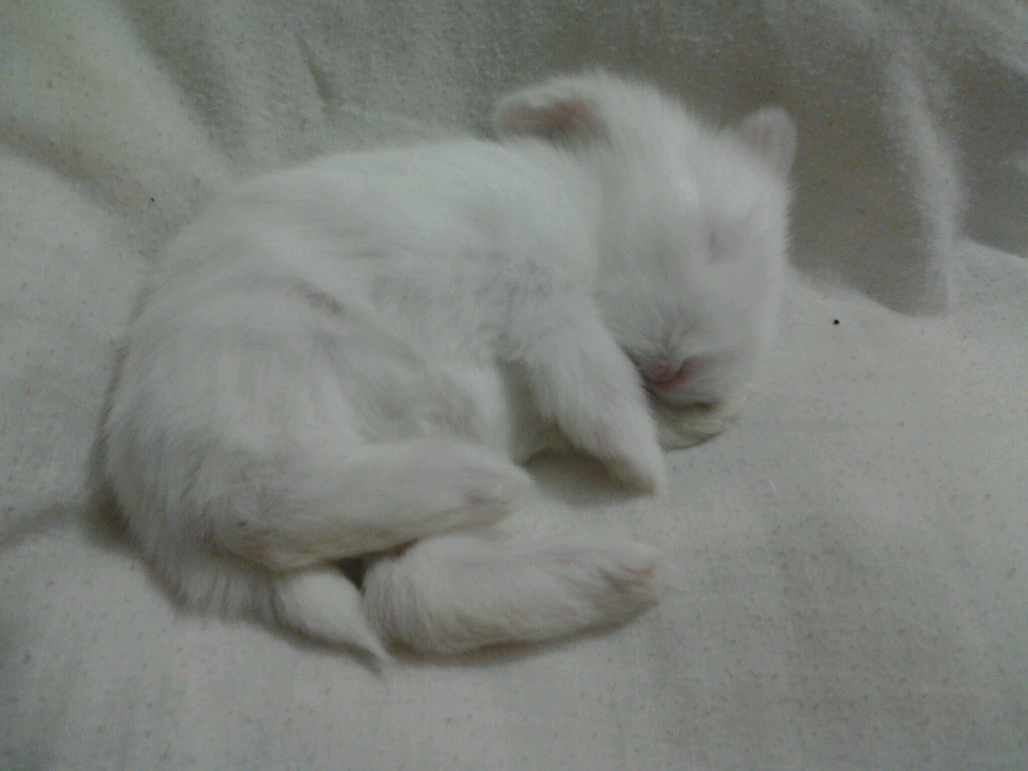 conejitoslop's profile picture. 