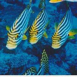 tazzmay's profile picture. 