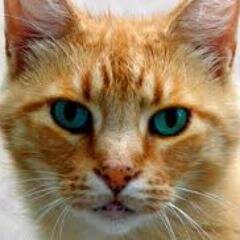 Young cat, I have two sides. Get on my bad side and you'll be in pain. Clan: None. Mother: None.